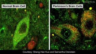 Science Talk: Scientists Identify 'Clean-Up' Snafu that Kills Brain Cells in Parkinson's Disease