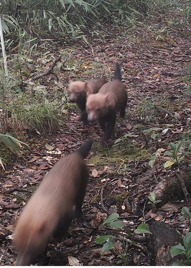 Bush Dog in Costa Rica