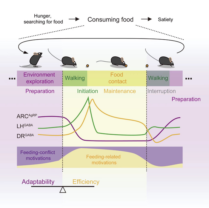 Motivational conflict and responses of different neural populations during a feeding segment