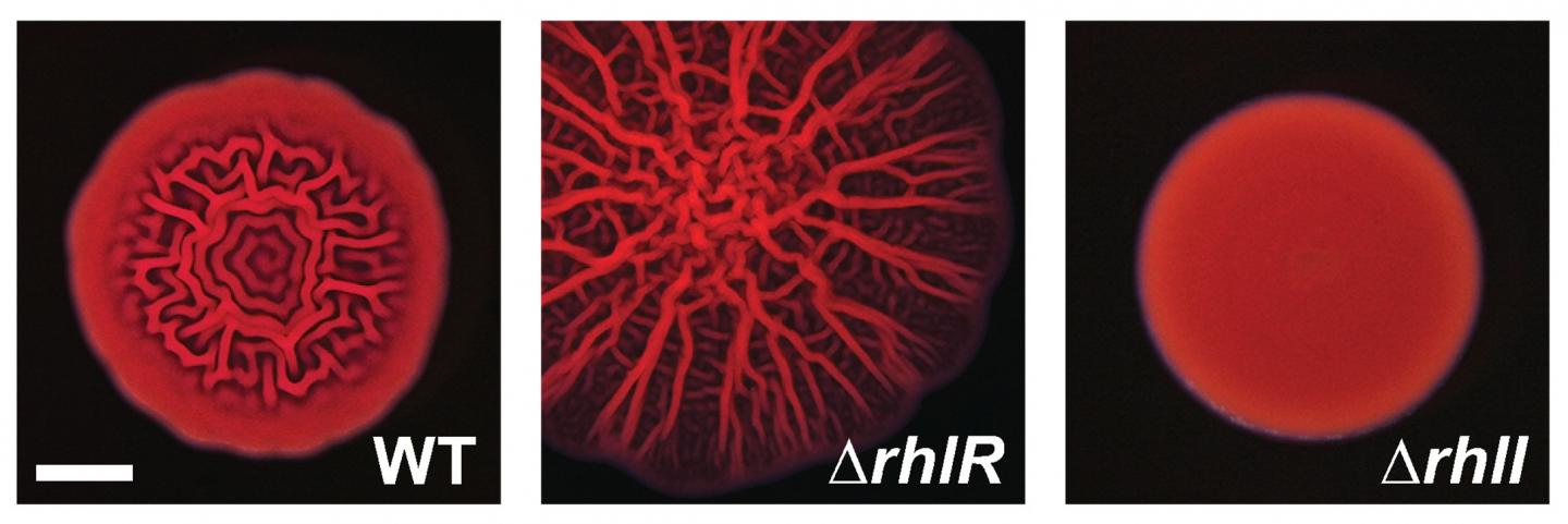 An Alternative Quorum-Sensing Mechanism