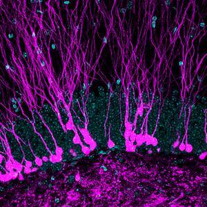 Neurons in the mouse hippocampus