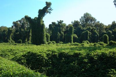 Kudzu