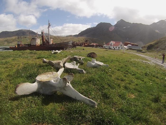 Whale bones