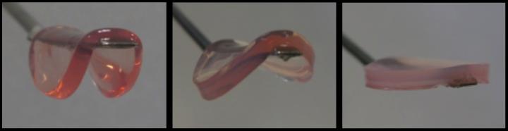 Gels with Tunable Stiffness