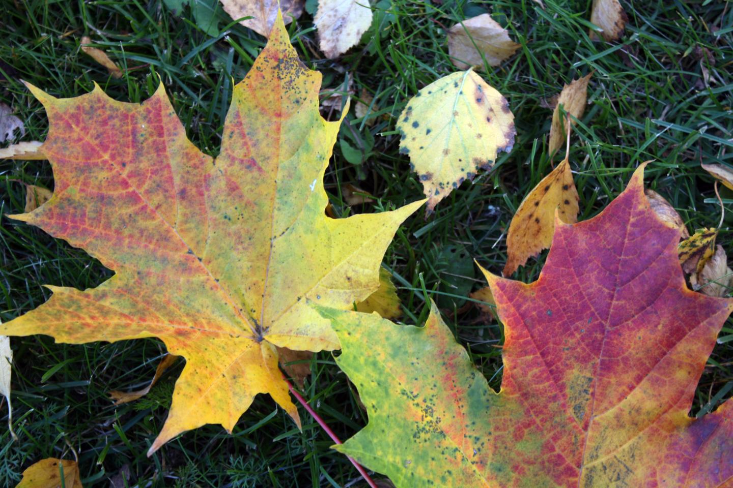 Natural Pigments and Useful Raw Materials from Autumn Leaves for Industry