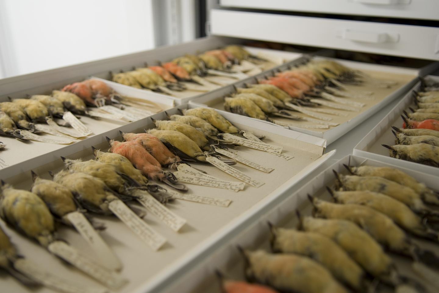 A Drawer of Vermilion Flycatchers at the California Academy of Sciences