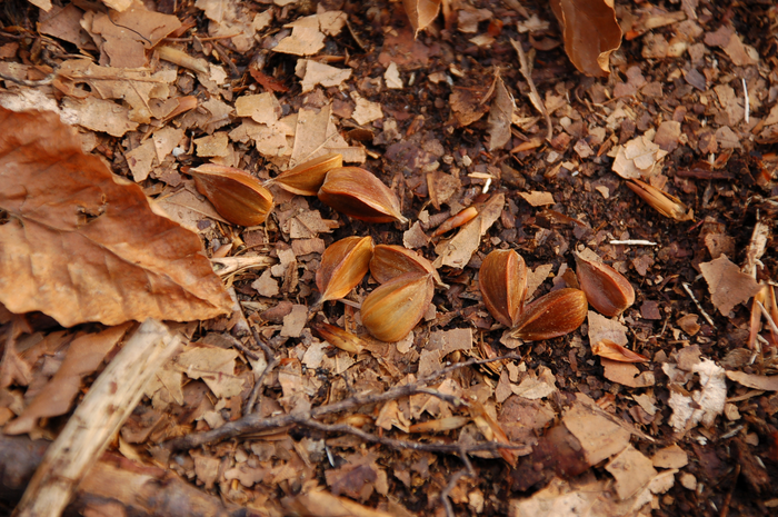 Healthy nuts of beech that fell to the ground