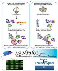 Japanese researchers have developed a brain protein phosphorylation database, KANPHOS