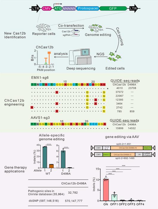 Discovery and engineering of ChCas12b for precise genome editing