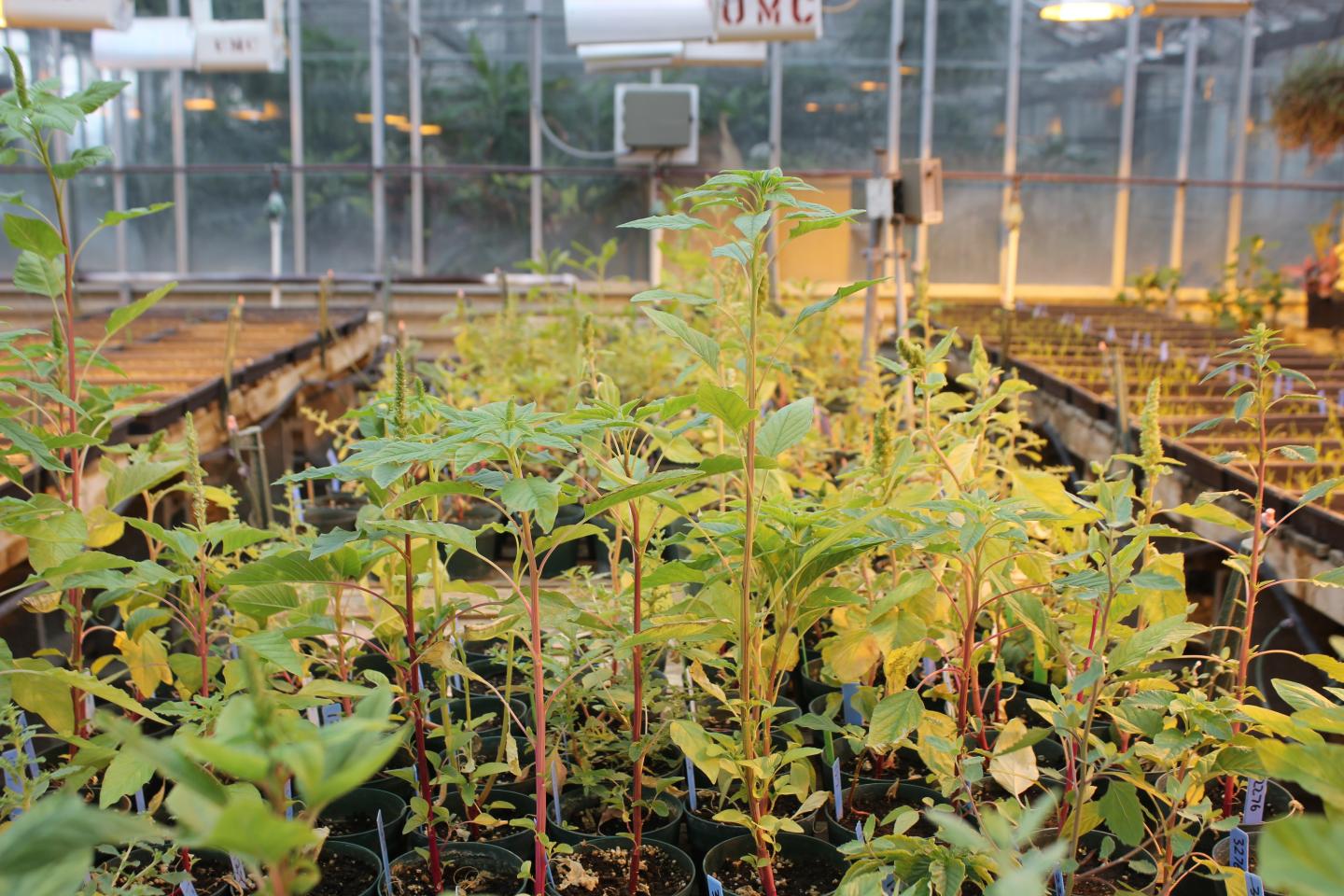 Pigweed (Amaranthus spp)