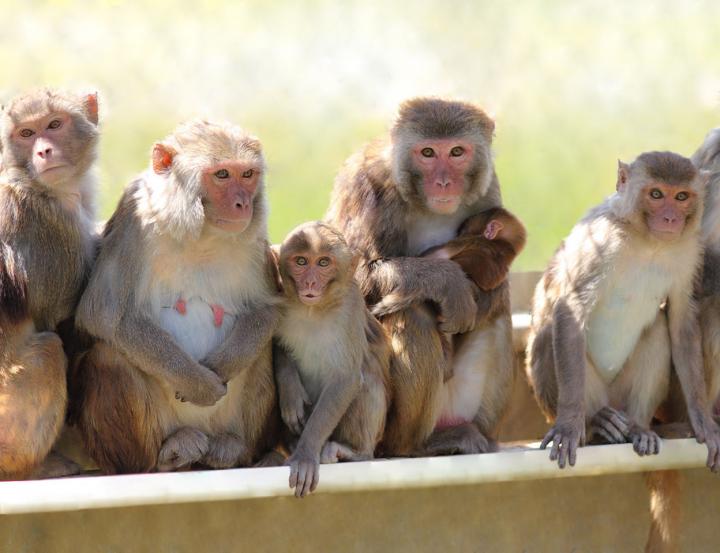 Rhesus Monkeys at the California National Primate Research Centre