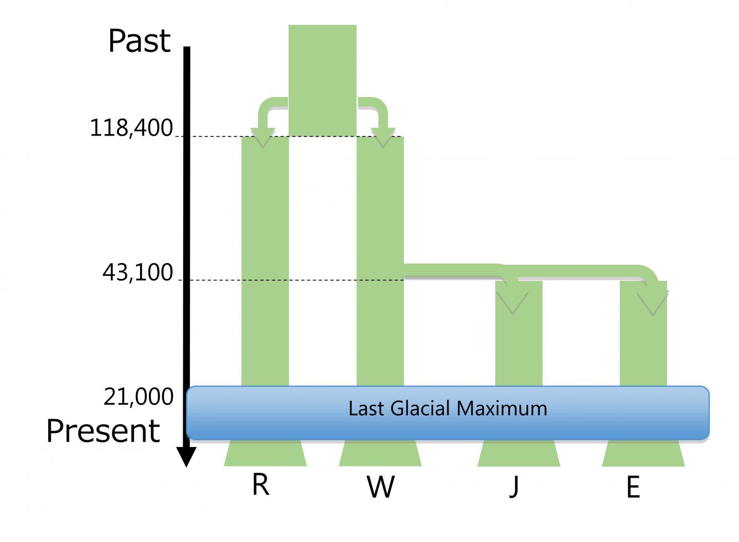 Fig. 2: The Best Historical Demographic Model of <i>C. sieboldii</i>