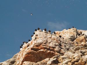 Little auks sitting on a rock in the colony
