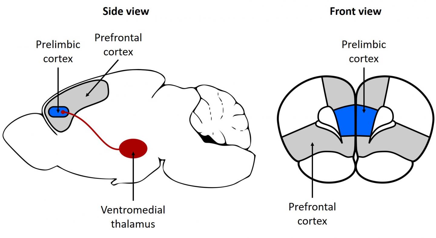 ラットの脳の異なる領域の図