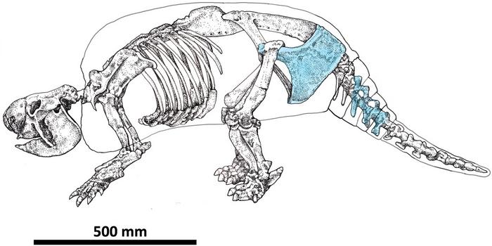 Anthropic cut marks in extinct megafauna bones from the Pampean region (Argentina) at the last glacial maximum