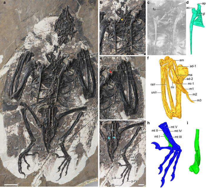 Photograph of the 120-million-year-old bird Cratonavis zhui