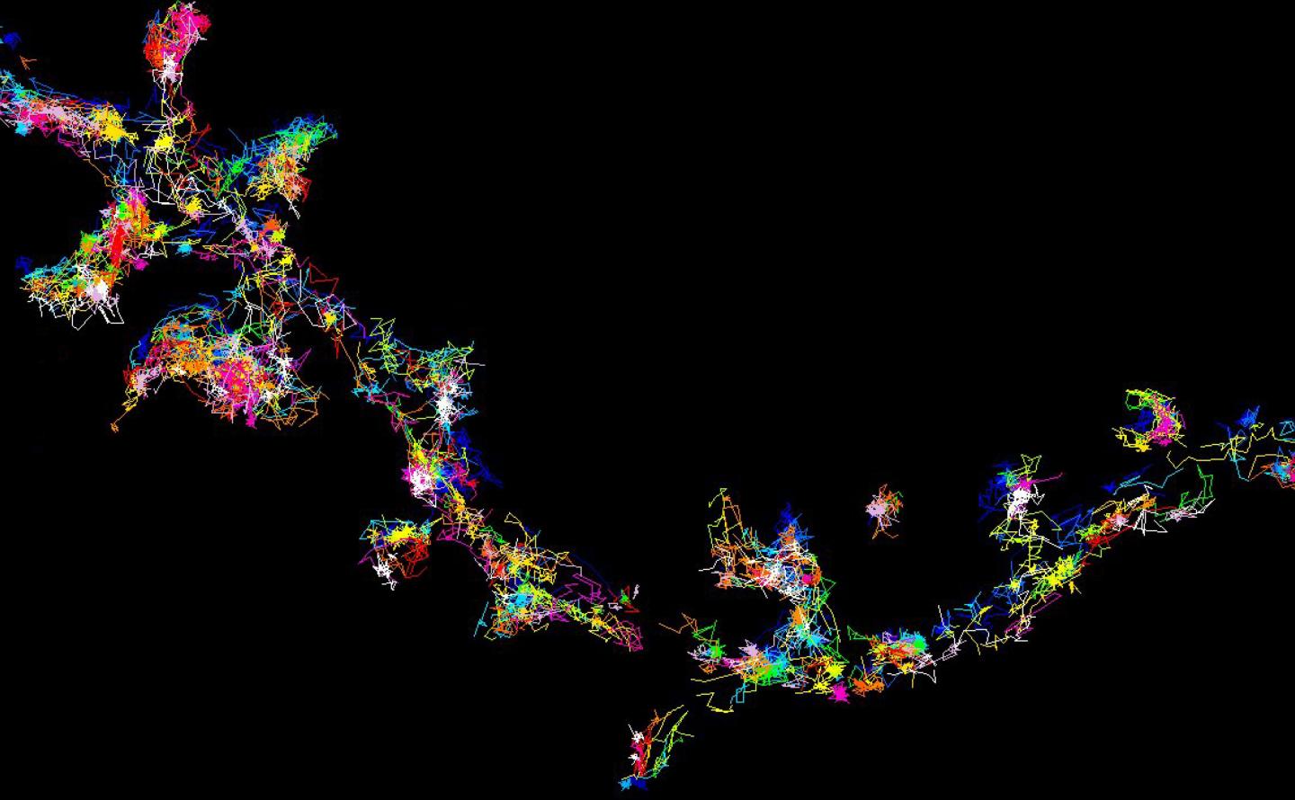 The Signalling Protein Fyn in Living Brain Cells