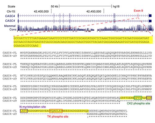 How Alternative RNA Splicing Can Promote Breast Cancer