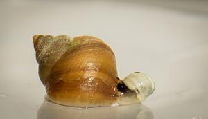 Two ecotypes of Littorina saxatilis marine snails, adapted to different environments.