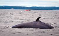 A Whale in the Saint-Lawrence Estuary