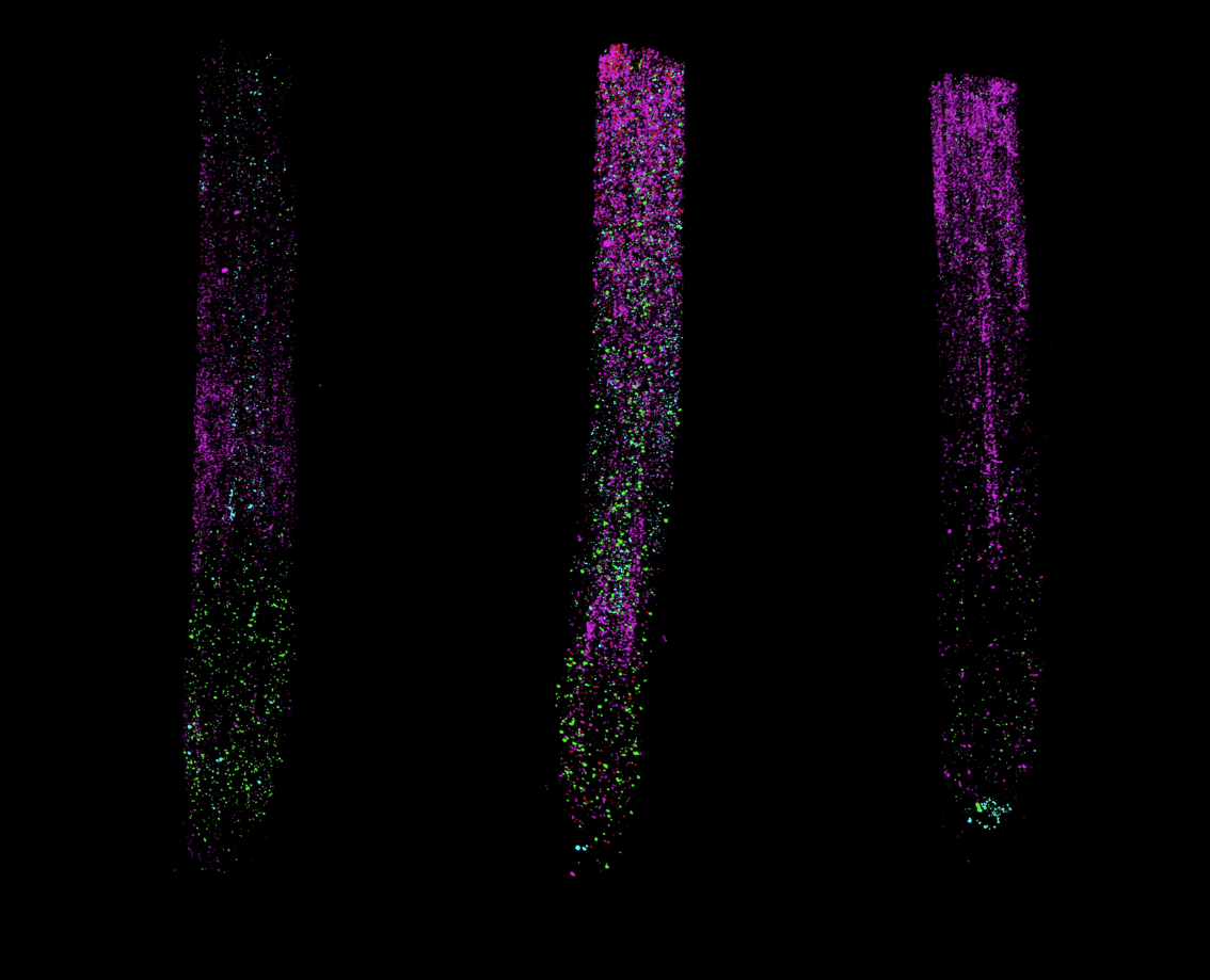 Three Arabidopsis root tips