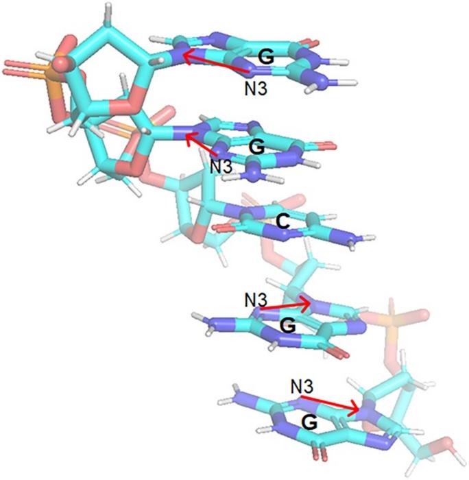 Schematic representation of a short DNA segment showing the nuclear spin axes of selected nitrogen atoms.