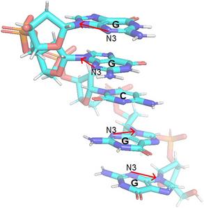 Schematic representation of a short DNA segment showing the nuclear spin axes of selected nitrogen atoms.