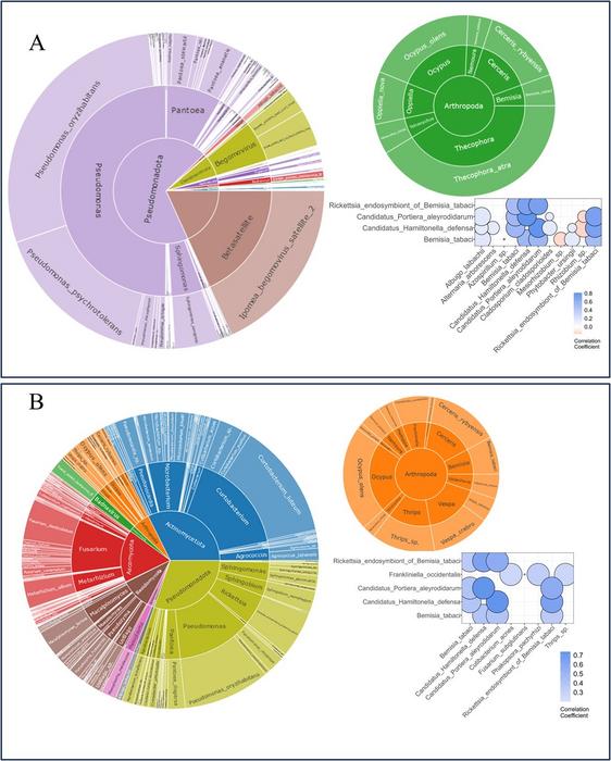 Sunbursts showing the species-level relative abundance of taxa in the leaf-associated metagenomes of the diversity (A) and DC biparental (B) populations (from center to outer ring: phylum, genus, and species).