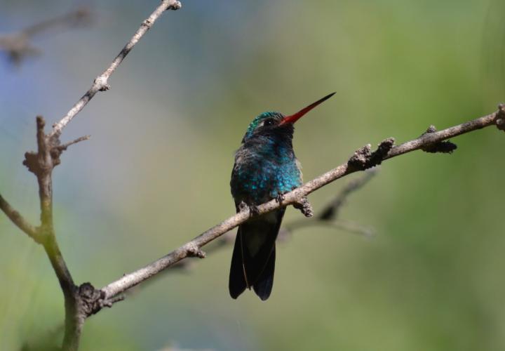 Broad-Billed Hummingbird