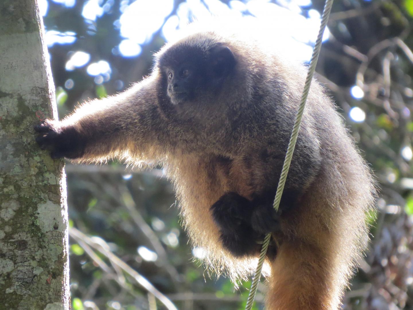 Titi Monkeys Use Probabilistic Predator Calls (3 of 14)