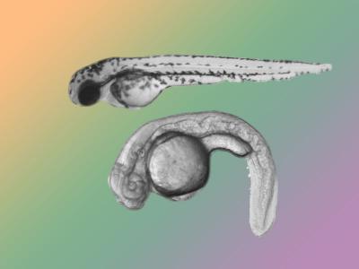 Wildtype and Calamity Zebrafish Embryos