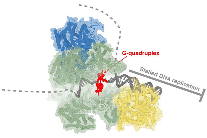 DNA Replication Stalled on a G4