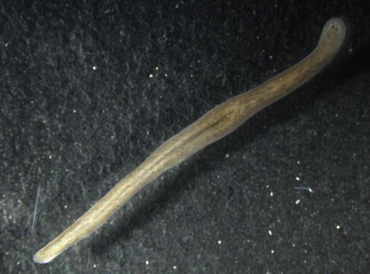 Petersen - Planarian Flatworm