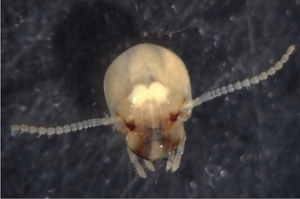 Dampwood termite worker head capsule and brain. Sean O'Donnell, Drexel University