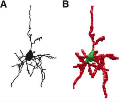 Stephen Back Cortical Neuron Tracing Figure 3