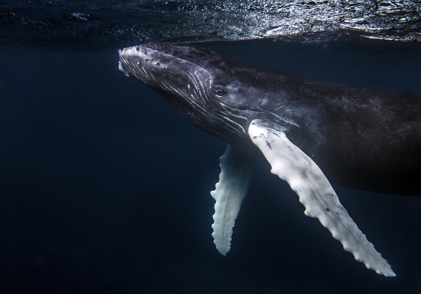 Humpback Whale