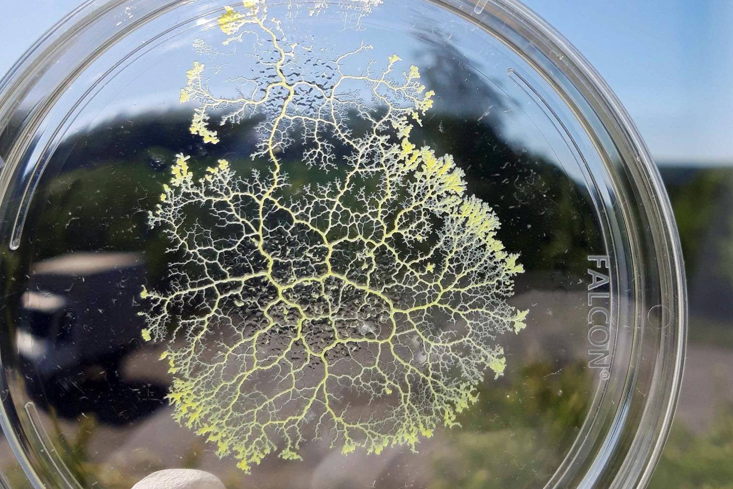 Physarum polycephalum in a petri dish