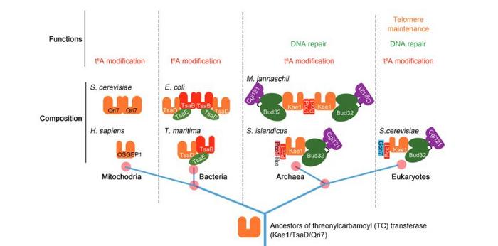 A proposed model for the evolution of TC-transferases and its complexes.