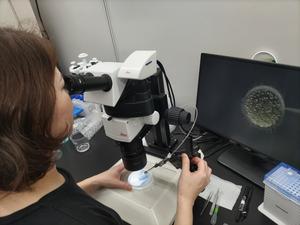 Injecting RNA into a medaka embryo