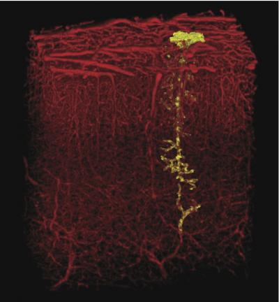 Blood Vessels in a Square Millimeter of Brain Tissue
