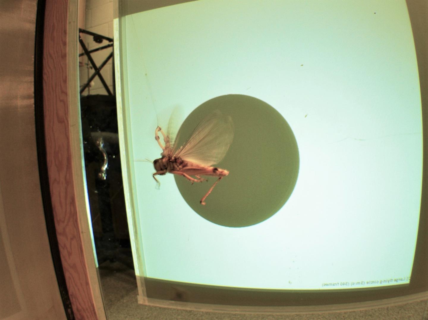 A Locust Flying in a Wind Tunnel to Test Its Vision