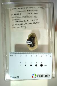 Ancient Hyena Tooth