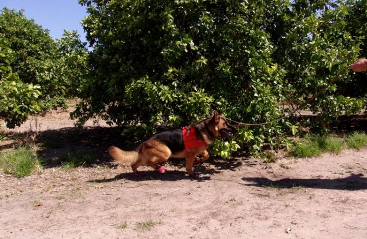 Detector canine 'Boby' scouting citrus orchard for the bacterial pathogen Candidatus Liberibacter asiaticus