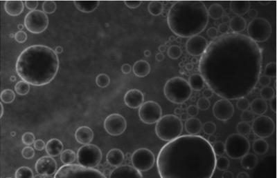 Microbubbles and Ultrasound Ppen the Blood-brain Barrier to Administer Drugs I