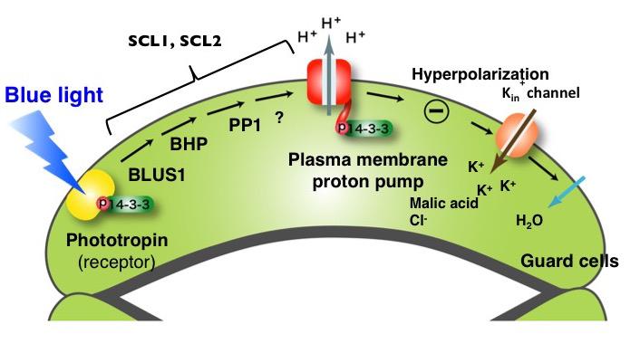 Proposed Signaling Pathway of Stomata Opening in Response to Blue Light