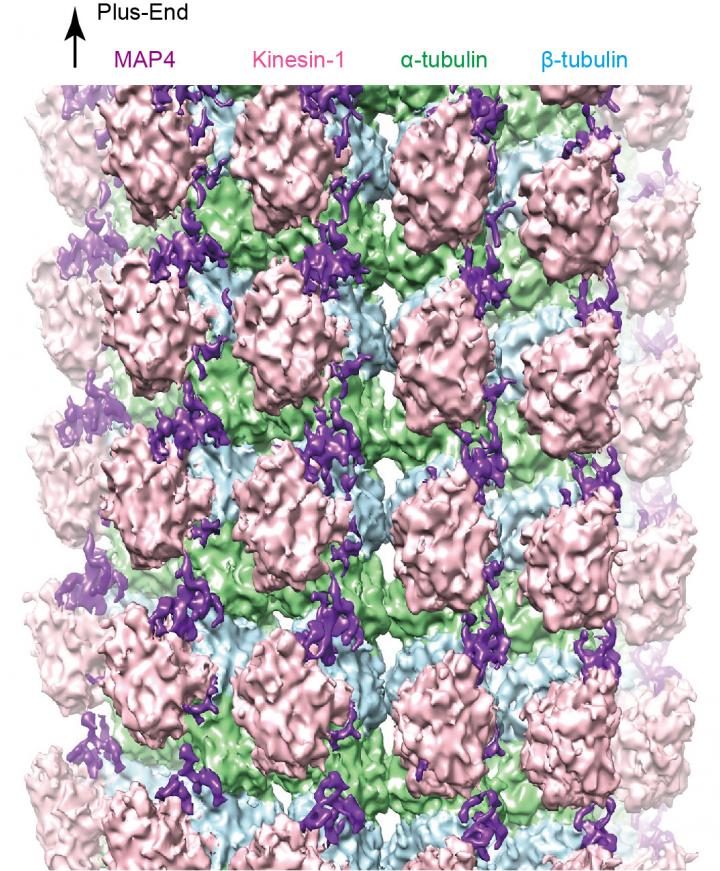 Keeping Our Cells Stable: a Closer Look at Microtubules (1 of 2)