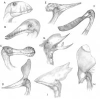 Diversity in Cranial Characters of the Pterodactyloid Pterosaurs