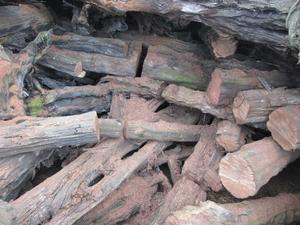 The Fens of eastern England once held vast woodlands, study finds