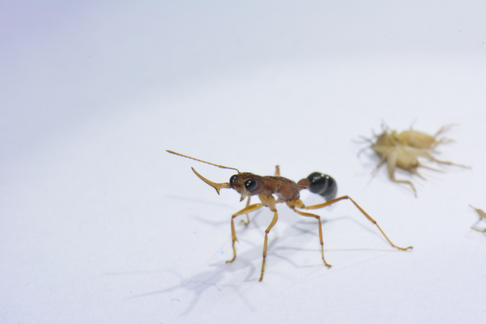 Aggressive ant