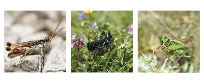 Three species of grasshoppers